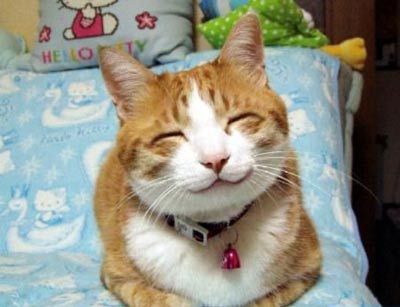 cat-smile